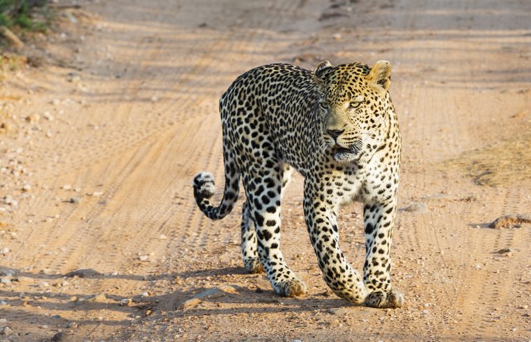 How To: Capture your perfect safari images