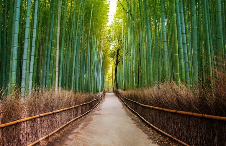 Forest Bathing: Kyoto Has The Formula To Destress