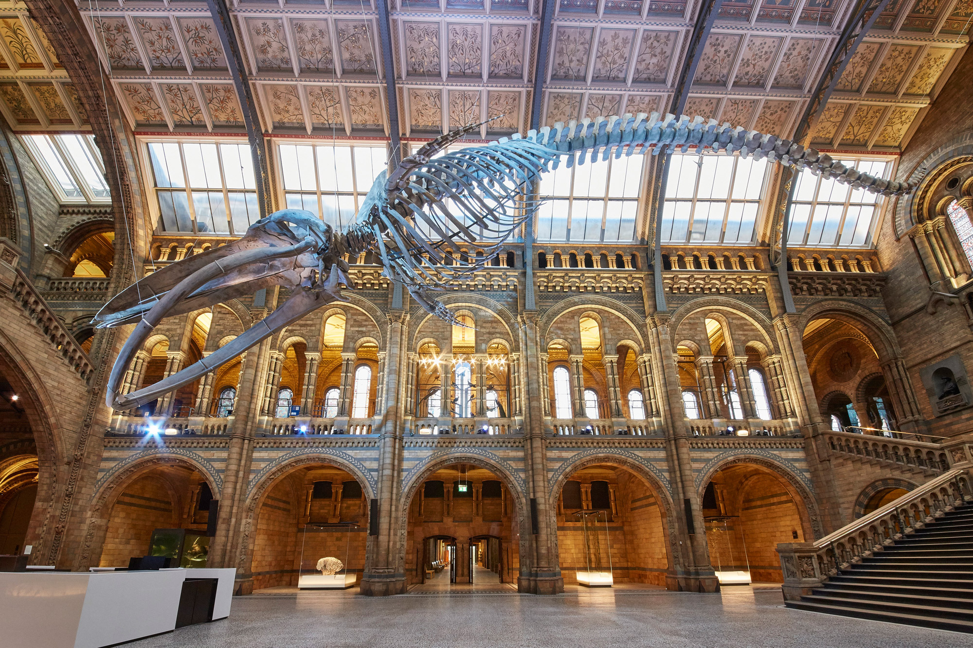 Natural History museum, things to see in 48 hours in West London 