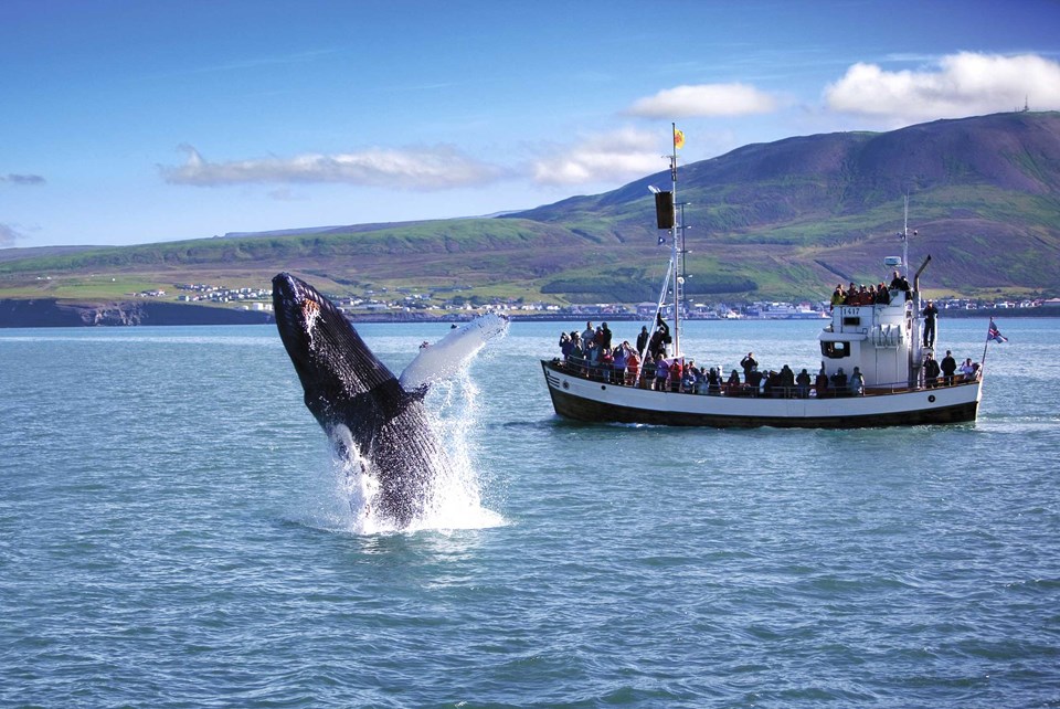 whale watching, what to do in Iceland