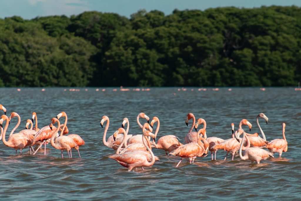 flamingo-mexico