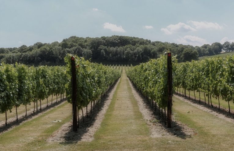 The Best UK Vineyards To Explore