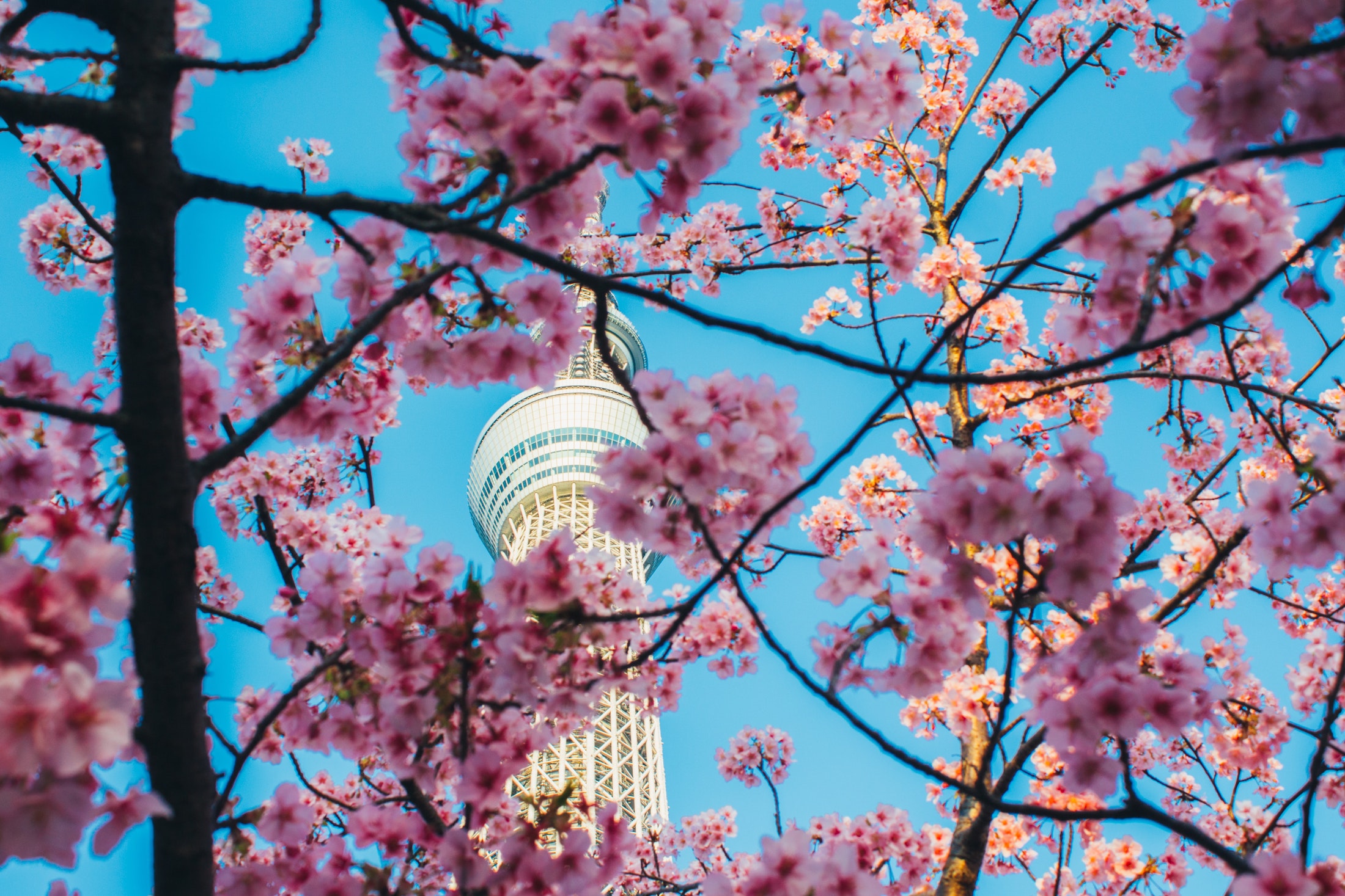 Flora Vesterberg’s Cultural Highlights Of Tokyo This Sakura Season