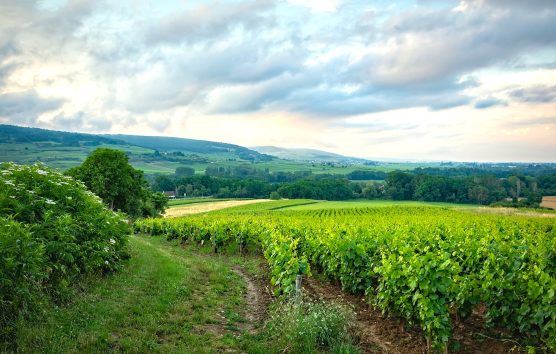 Insider Guide To Burgundy In The Autumn