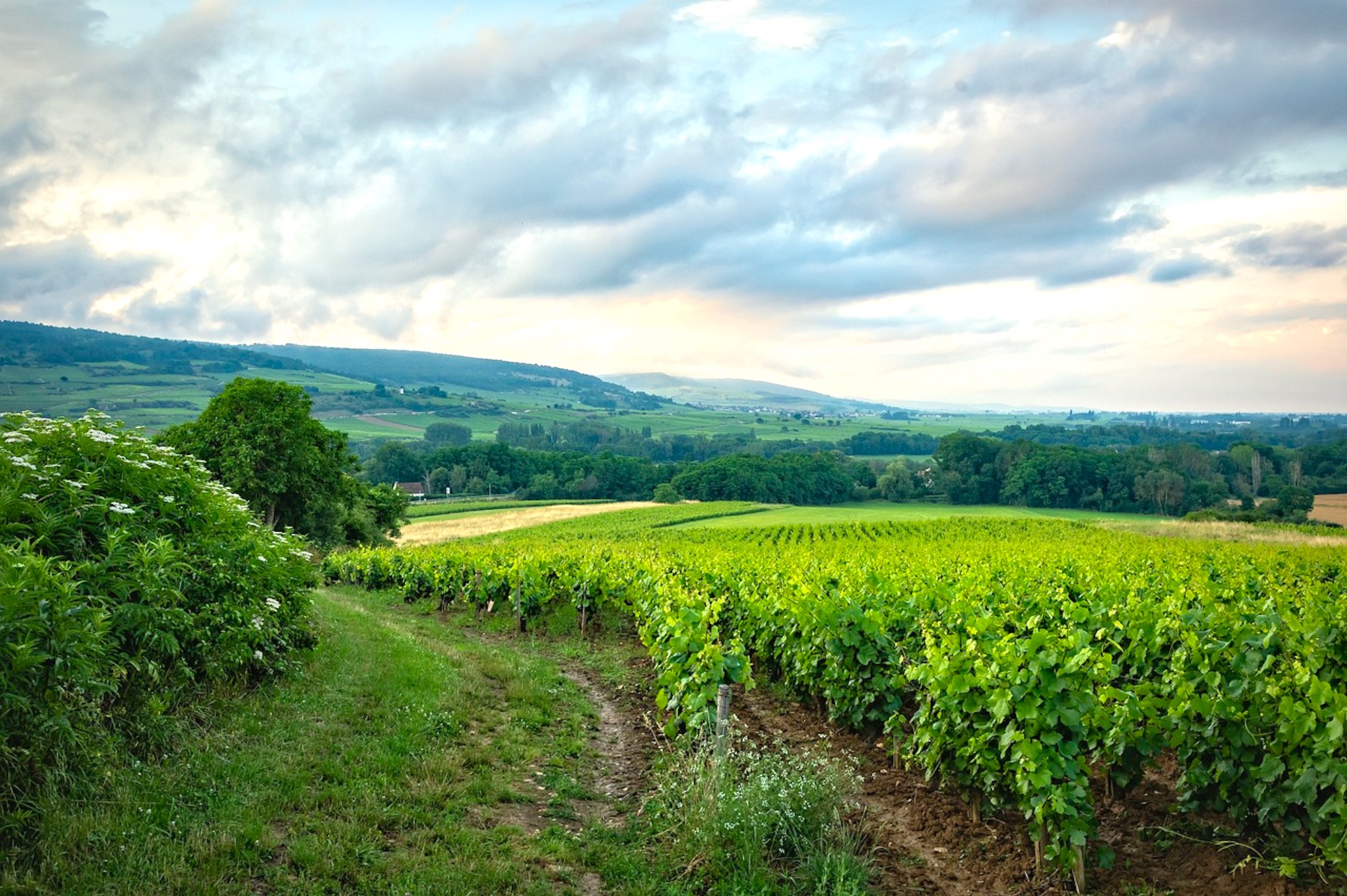 Insider Guide To Burgundy In The Autumn