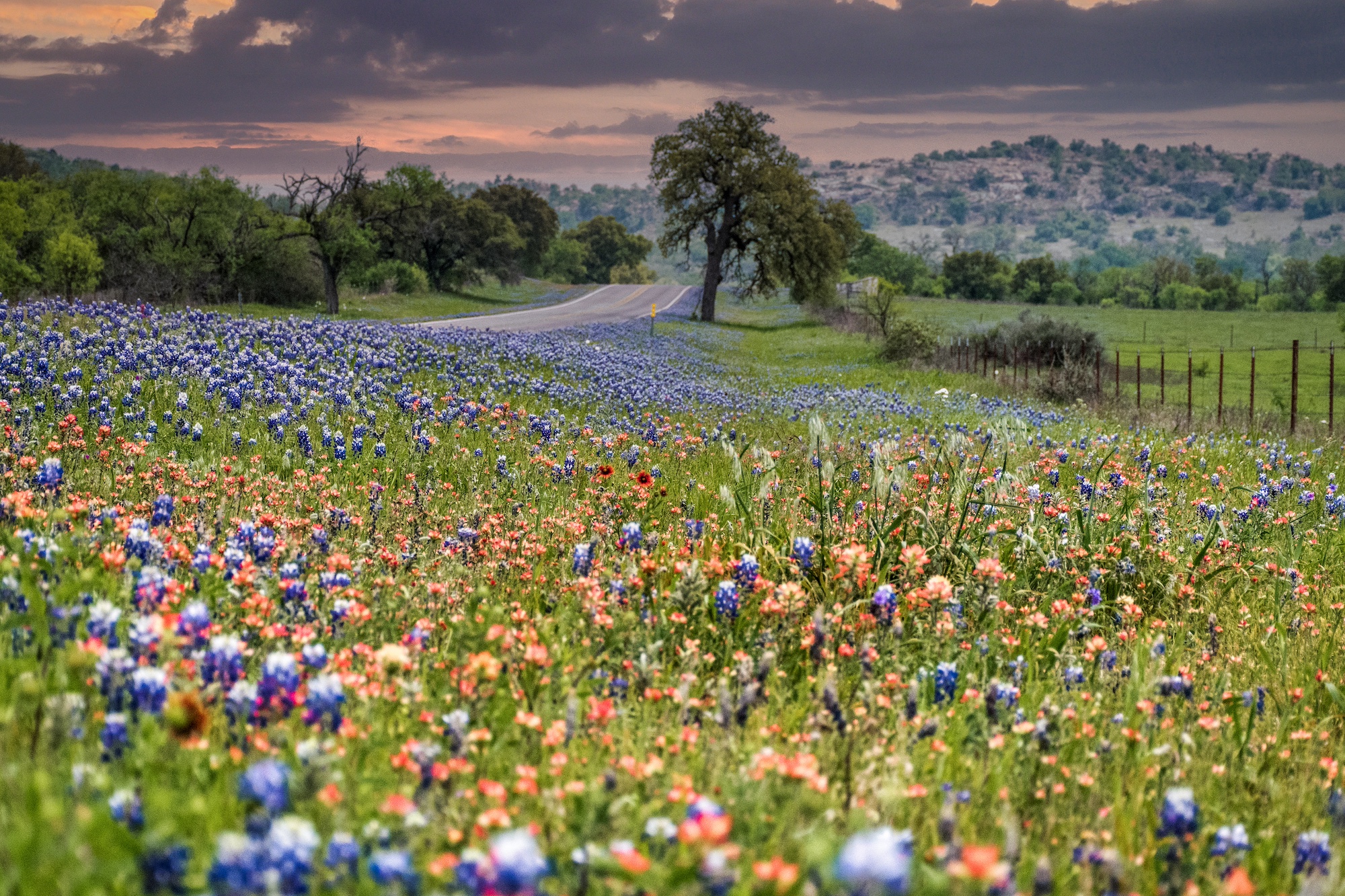 Bluebonnets and Indian Paint Brush in bloom beside a road in the hill country of Texas at dusk