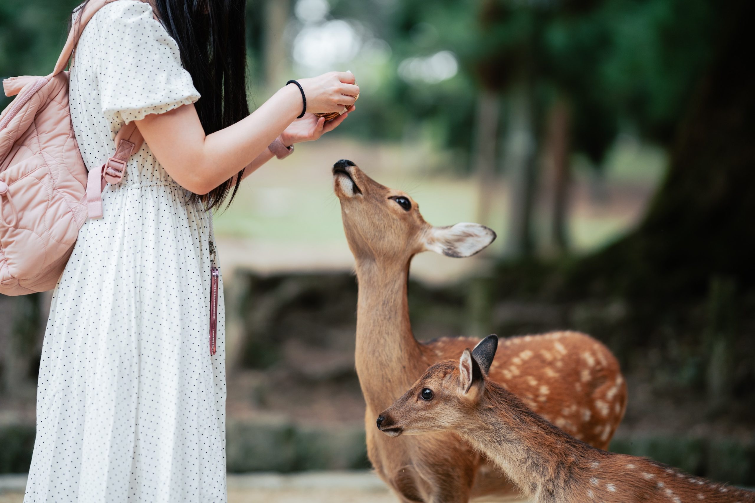Sika Deer in Nara Park 